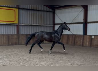 KWPN, Hengst, 2 Jahre, 164 cm, Dunkelbrauner