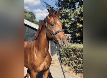 KWPN, Hengst, 2 Jahre, 164 cm, Fuchs