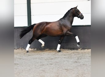 KWPN, Hengst, 2 Jahre, 165 cm, Dunkelbrauner