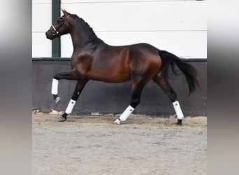 KWPN, Hengst, 2 Jahre, 165 cm, Dunkelbrauner