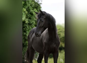 KWPN, Hengst, 2 Jahre, 165 cm, Rappe