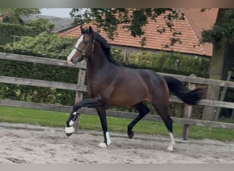 KWPN, Hengst, 2 Jahre, 165 cm, Schwarzbrauner