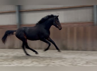 KWPN, Hengst, 2 Jahre, 166 cm, Dunkelbrauner