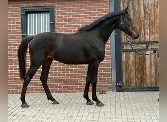 KWPN, Hengst, 2 Jahre, 166 cm, Dunkelbrauner