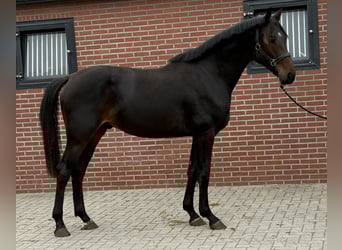 KWPN, Hengst, 2 Jahre, 166 cm, Dunkelbrauner
