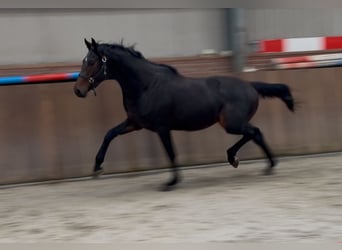 KWPN, Hengst, 2 Jahre, 166 cm, Dunkelbrauner