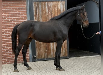 KWPN, Hengst, 2 Jahre, 166 cm, Dunkelbrauner