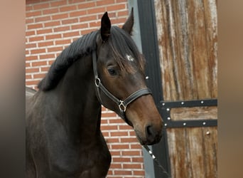 KWPN, Hengst, 2 Jahre, 166 cm, Dunkelbrauner