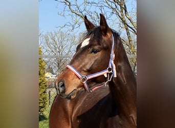 KWPN, Hengst, 2 Jahre, 166 cm, Dunkelbrauner