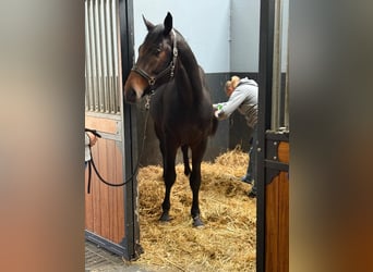 KWPN, Hengst, 2 Jahre, 166 cm, Dunkelbrauner