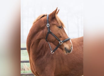 KWPN, Hengst, 2 Jahre, 166 cm, Fuchs