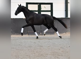 KWPN, Hengst, 2 Jahre, 166 cm, Rappe