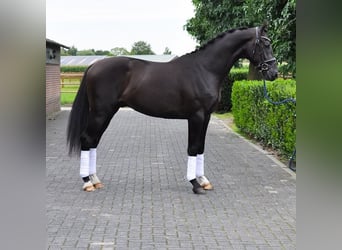 KWPN, Hengst, 2 Jahre, 166 cm, Rappe