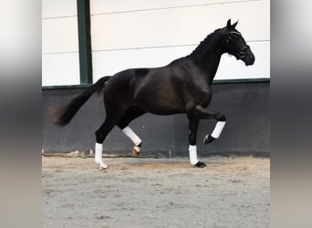 KWPN, Hengst, 2 Jahre, 166 cm, Rappe