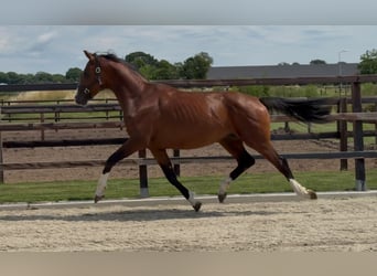 KWPN, Hengst, 2 Jahre, 167 cm, Brauner