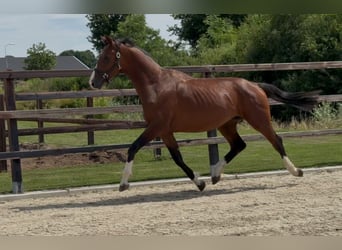 KWPN, Hengst, 2 Jahre, 167 cm, Brauner