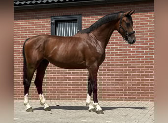 KWPN, Hengst, 2 Jahre, 167 cm, Brauner