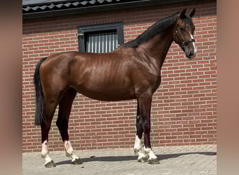 KWPN, Hengst, 2 Jahre, 167 cm, Brauner