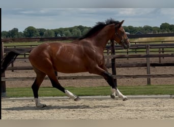 KWPN, Hengst, 2 Jahre, 167 cm, Brauner