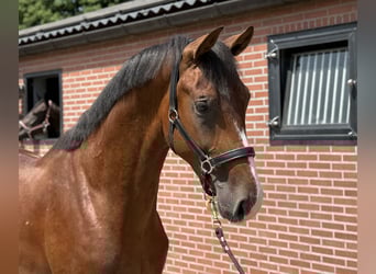 KWPN, Hengst, 2 Jahre, 167 cm, Brauner