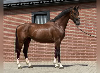 KWPN, Hengst, 2 Jahre, 167 cm, Brauner