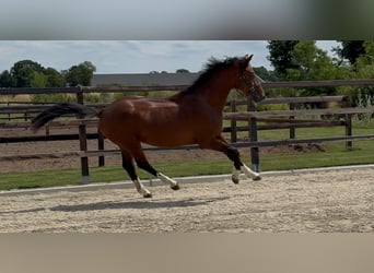 KWPN, Hengst, 2 Jahre, 167 cm, Brauner