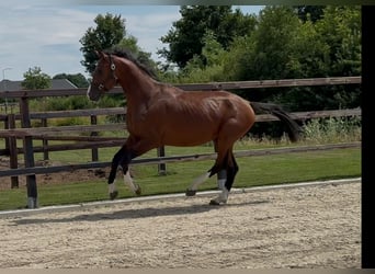 KWPN, Hengst, 2 Jahre, 167 cm, Brauner