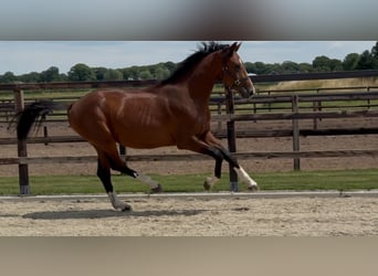KWPN, Hengst, 2 Jahre, 167 cm, Brauner