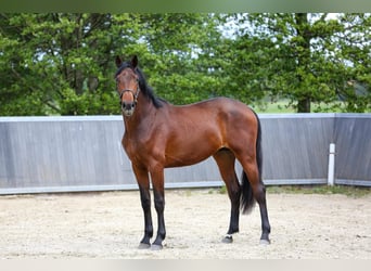 KWPN, Hengst, 2 Jahre, 167 cm, Brauner