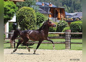 KWPN, Hengst, 2 Jahre, 167 cm, Dunkelfuchs