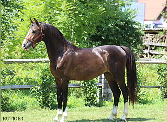 KWPN, Hengst, 2 Jahre, 167 cm, Dunkelfuchs