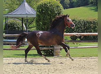 KWPN, Hengst, 2 Jahre, 167 cm, Dunkelfuchs