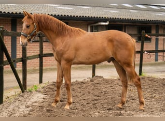 KWPN, Hengst, 2 Jahre, 167 cm, Fuchs