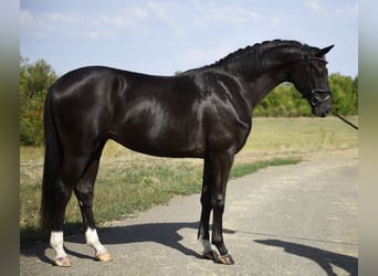 KWPN, Hengst, 2 Jahre, 167 cm, Rappe