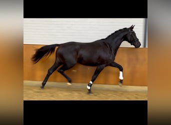 KWPN, Hengst, 2 Jahre, 167 cm, Schwarzbrauner