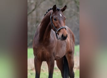 KWPN, Hengst, 2 Jahre, 168 cm, Brauner