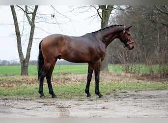 KWPN, Hengst, 2 Jahre, 168 cm, Brauner