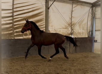 KWPN, Hengst, 2 Jahre, 168 cm, Brauner