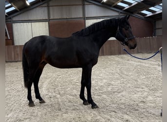 KWPN, Hengst, 2 Jahre, 168 cm, Dunkelbrauner