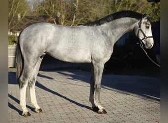 KWPN, Hengst, 2 Jahre, 168 cm, Falbe