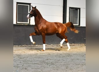 KWPN, Hengst, 2 Jahre, 168 cm, Fuchs