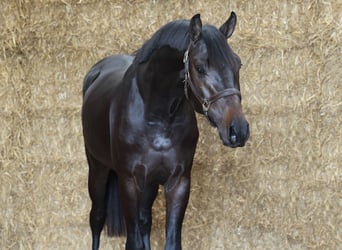KWPN, Hengst, 2 Jahre, 168 cm, Schwarzbrauner
