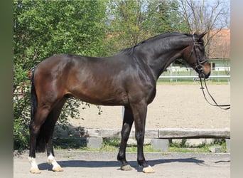 KWPN, Hengst, 2 Jahre, 170 cm, Dunkelbrauner