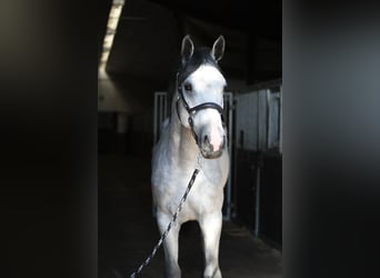 KWPN, Hengst, 2 Jahre, 170 cm, Schimmel
