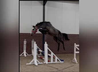 KWPN, Hengst, 2 Jahre, 170 cm, Schimmel