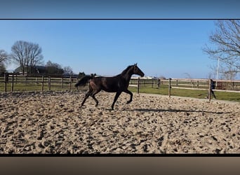 KWPN, Hengst, 2 Jahre, 171 cm, Dunkelbrauner