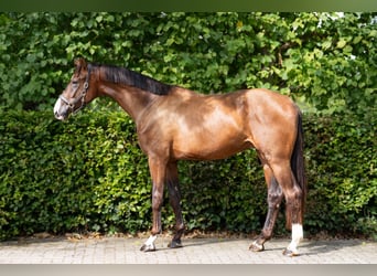 KWPN, Hengst, 2 Jahre, 172 cm, Brauner