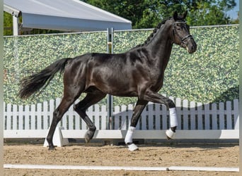 KWPN, Hengst, 2 Jahre, 172 cm, Rappe