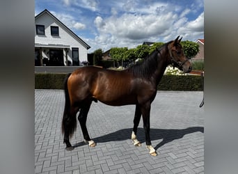KWPN, Hengst, 2 Jahre, Brauner