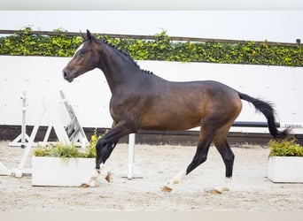 KWPN, Hengst, 2 Jahre, Brauner